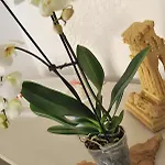 住宿加早餐酒店 Mare E Templi 阿格里真托